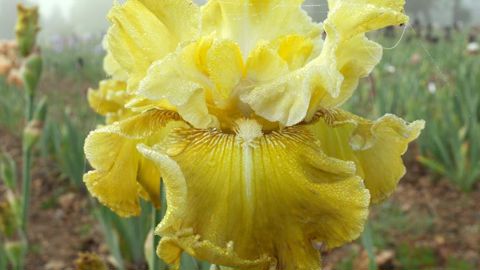 ©Cayeux, Poilly-lez-Gien (45).